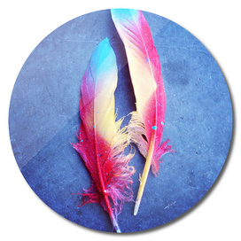 Feather of Colors
