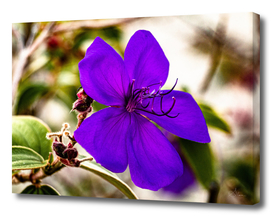 Original colour photo, close up of a lush purple flower