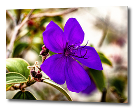 Original colour photo, close up of a lush purple flower