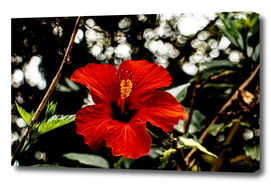 Original colour photo, close-up of a red hibiscus flower