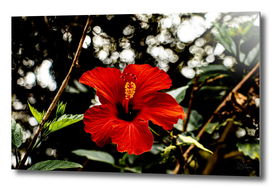 Original colour photo, close-up of a red hibiscus flower