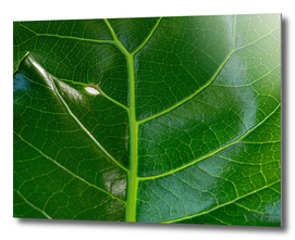 Original macro colour photo of a big green leaf with veins
