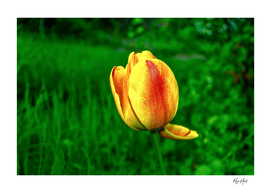 Yellow tulip against green grass