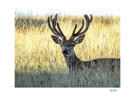 Portrait of deer on a field