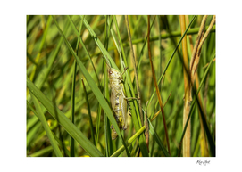 Camouflage of grasshopper on grass