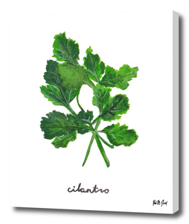 Herbs No.1 Cilantro