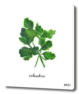 Herbs No.1 Cilantro