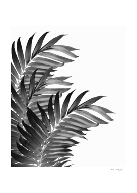 Palm Leaves Tropical Black & White Vibes #1 #tropical #decor