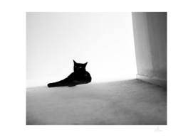 Black cat in the corridor