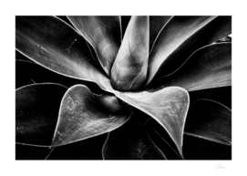 Black and white agave closeup
