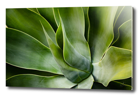 Closeup of big agave plant