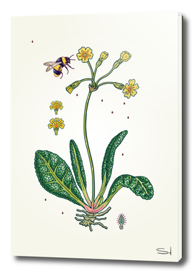 yellow cowslip and bee