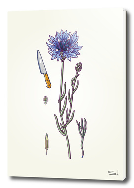 blue cornflower and knife