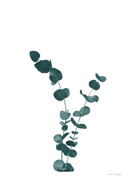 Eucalyptus Leaves Dream #3 #foliage #decor #art