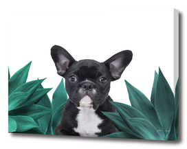 agave_tuerkis_frenchie