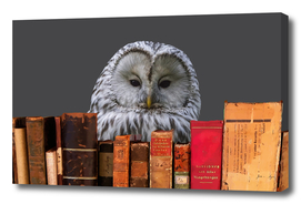 books_grey_owl