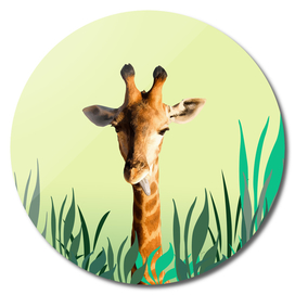 small_leaves_giraffe