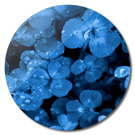 BLUE SERIES Natural textures clover grass close-up