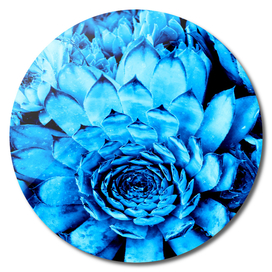 BLUE SERIES Succulent, Blue wall-art, Nature, Photography