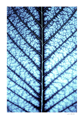BLUE SERIES Abstract leaf close-up