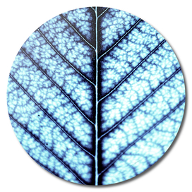 BLUE SERIES Abstract leaf close-up