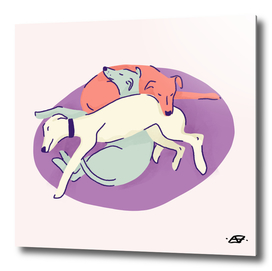 3 Whippets Resting on a Purple Pillow