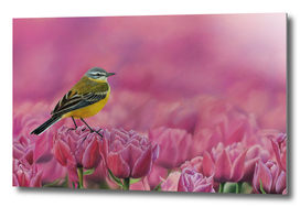 Yellow wagtail on pink tulips
