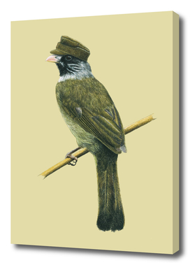 Collared finchbill