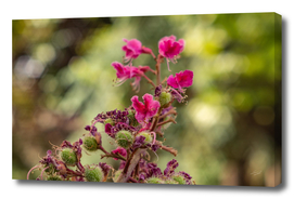 Pink flower chestnut