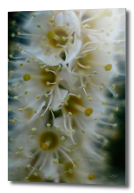 Flower of the prunus