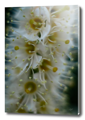 Flower of the prunus