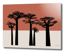 African baobab trees sunset terracotta