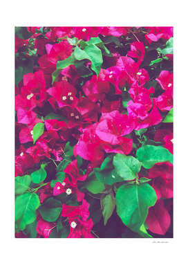 blooming pink bougainvillea flowers with green leaves