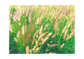 Closeup Green Grass Field Texture With Grass Flowers
