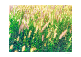 green grass field texture with blooming grass flowers