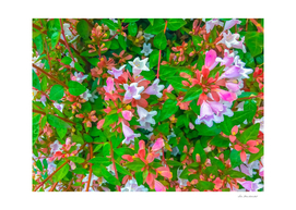 closeup blooming pink flowers with green leaves