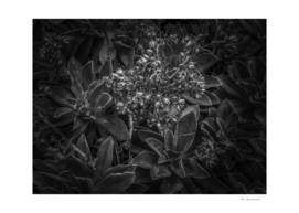 succulent plant with blooming flowers in black and white