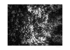 blooming flowers abstract background in black and white