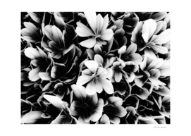 closeup succulent leaves texture in black and white