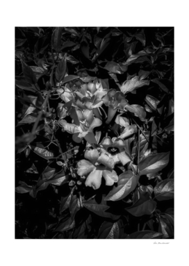 closeup blooming flowers texture in black and white