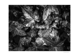 closeup ivy leaves garden texture in black and white