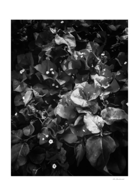 closeup blooming bougainvillea flowers in black and white