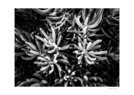 closeup succulent plant garden in black and white