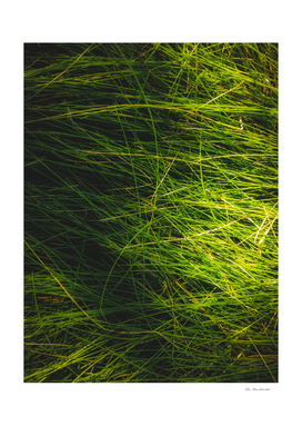 closeup green grass field texture abstract background