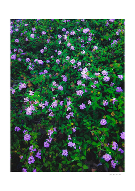 blooming purple flowers with green leaves