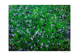 blooming purple flowers garden with green leaves