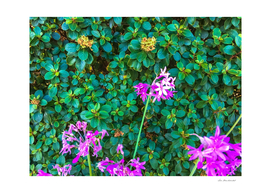 blooming purple flowers with green leaves background