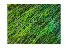Closeup Green Grass Field Texture Background