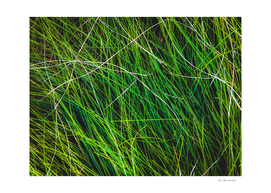 Green Grass Field Texture Abstract Background