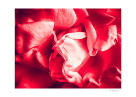 closeup blooming red rose texture abstract background